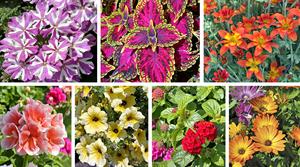 Seven summer annuals from Selecta one